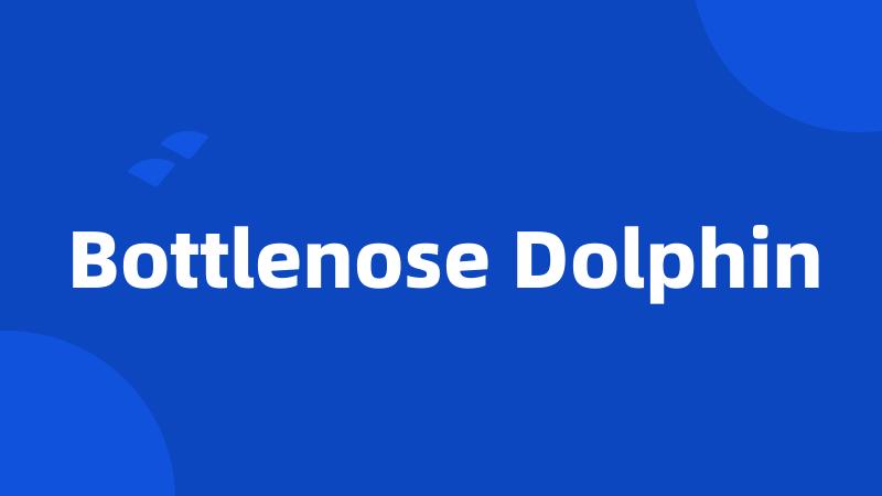 Bottlenose Dolphin