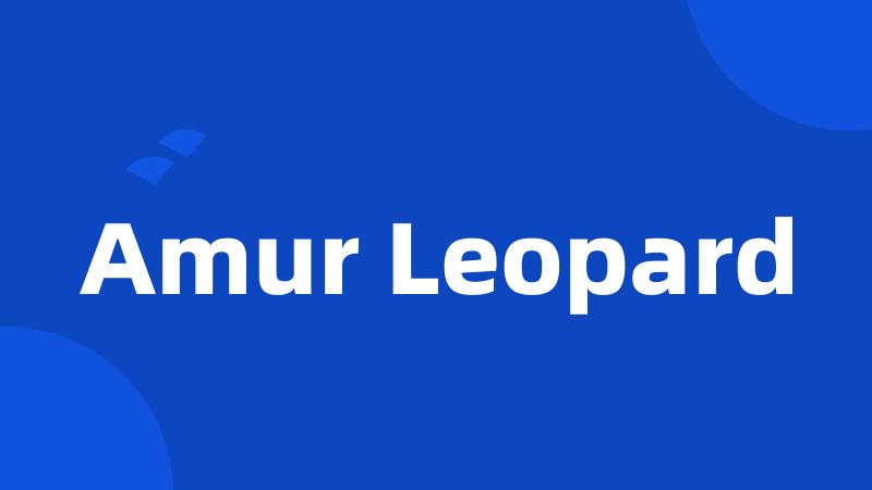 Amur Leopard