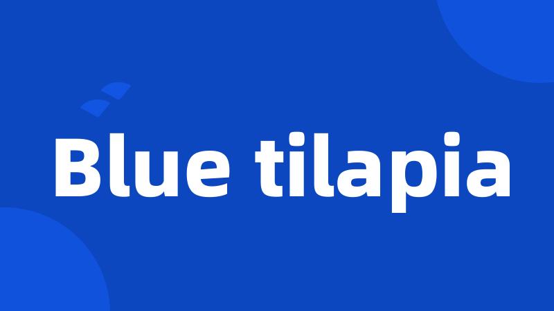 Blue tilapia