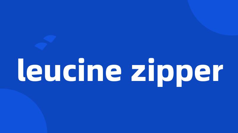 leucine zipper