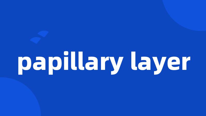 papillary layer