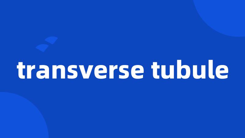 transverse tubule