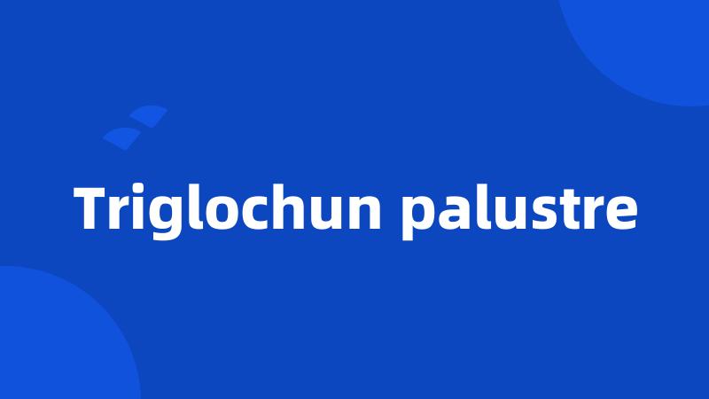 Triglochun palustre