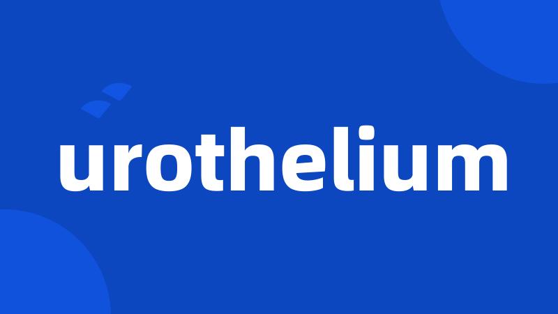 urothelium