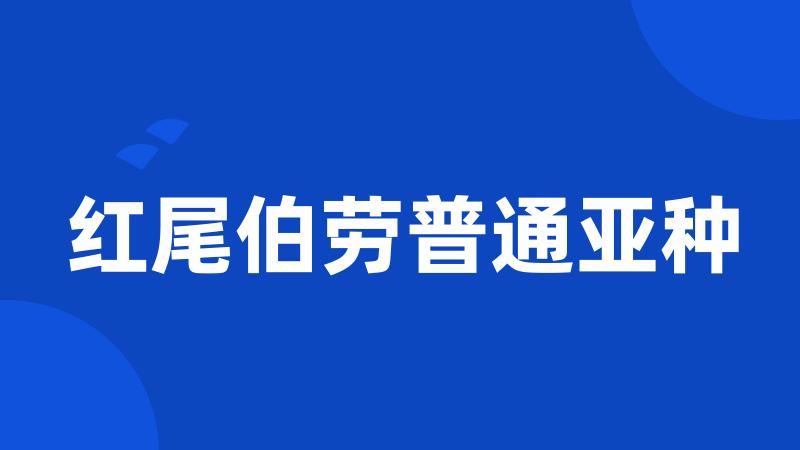 红尾伯劳普通亚种