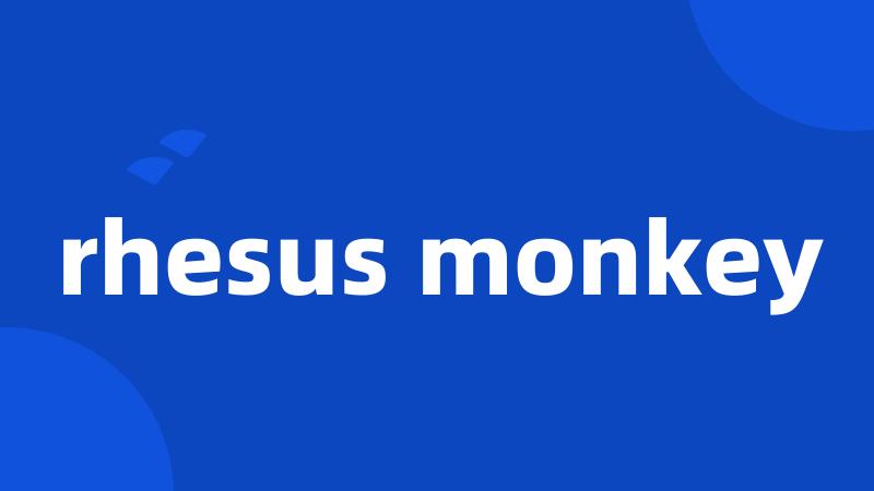 rhesus monkey