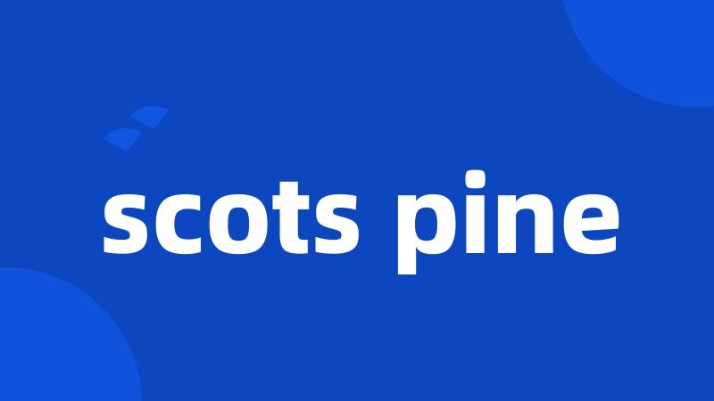 scots pine