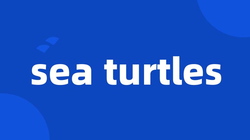 sea turtles