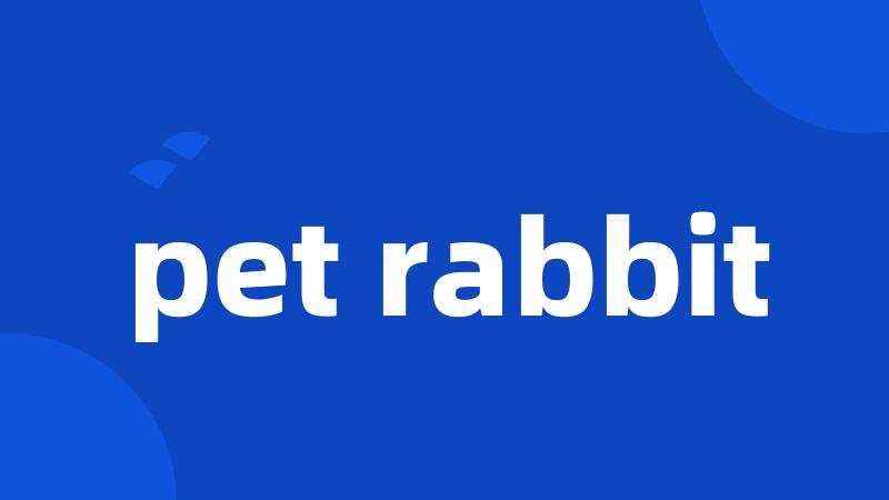 pet rabbit