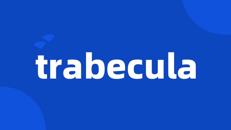 trabecula