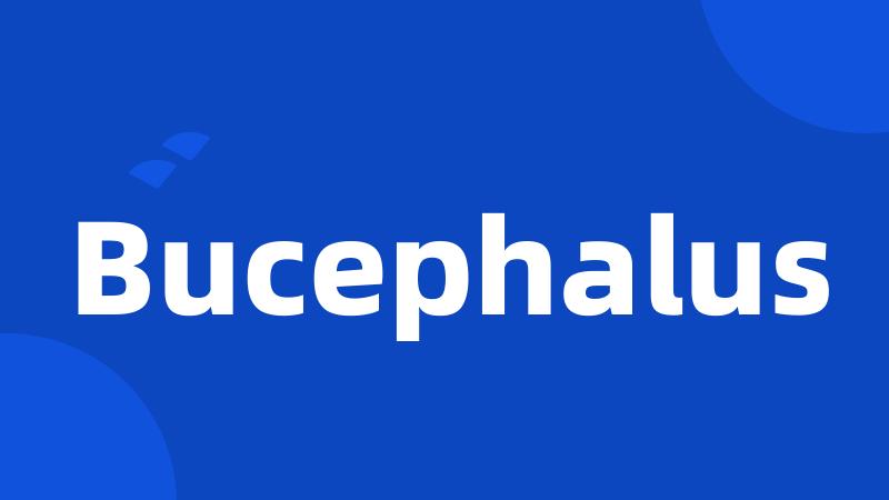 Bucephalus