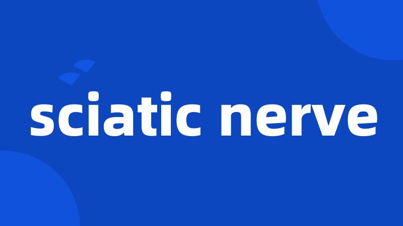 sciatic nerve