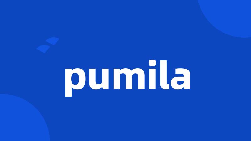 pumila