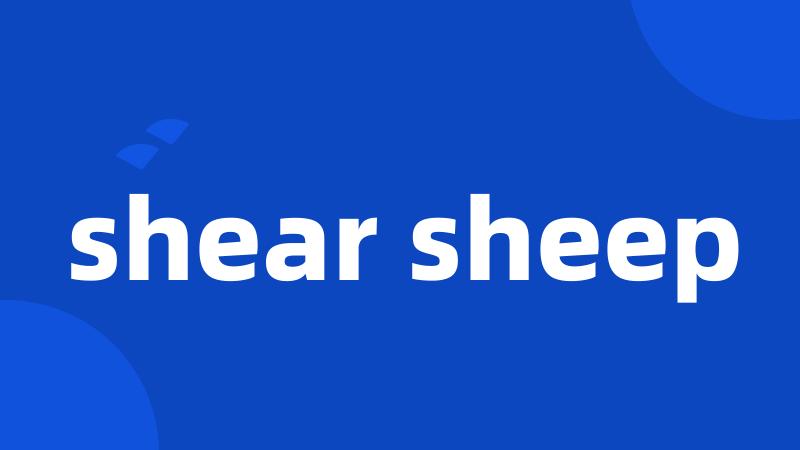 shear sheep