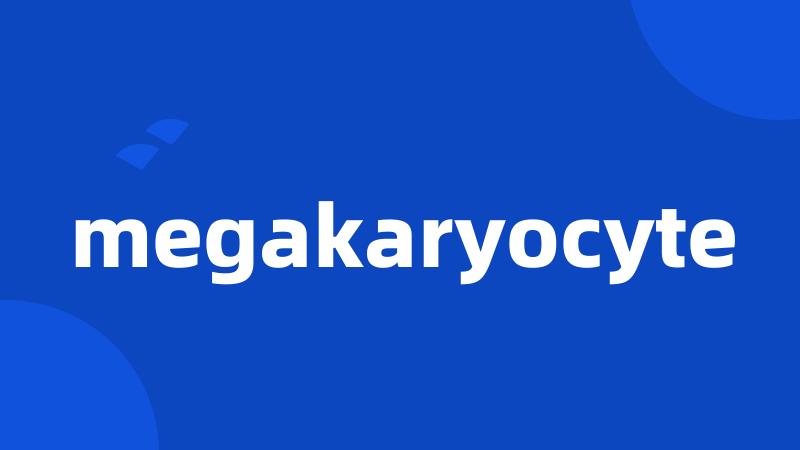 megakaryocyte