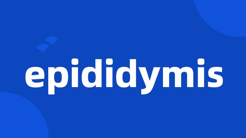 epididymis