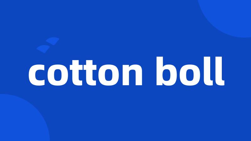 cotton boll