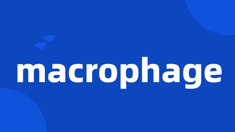 macrophage