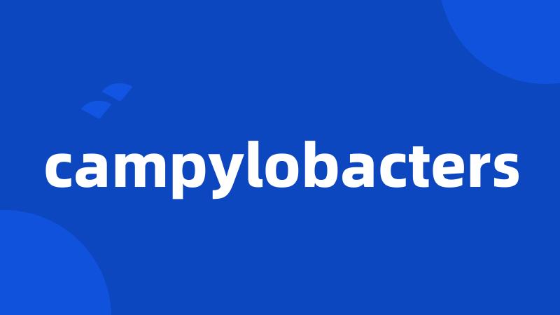 campylobacters