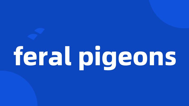 feral pigeons