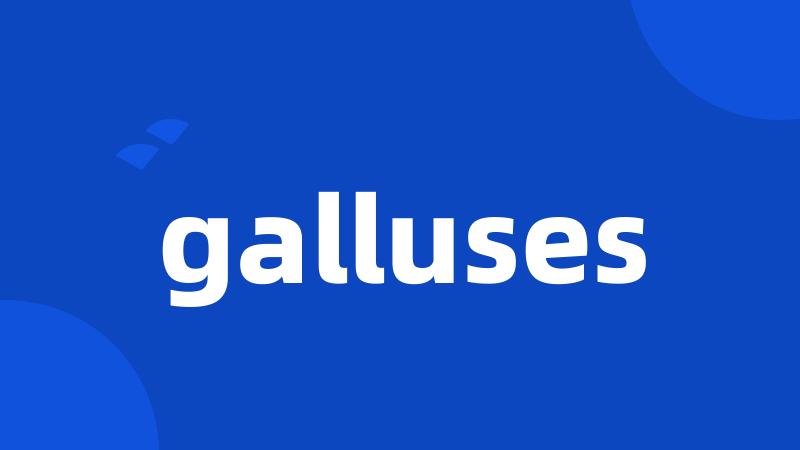 galluses