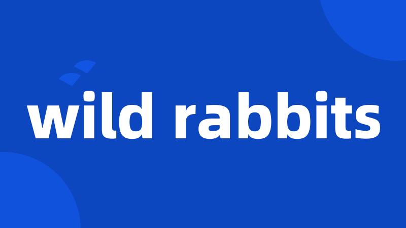 wild rabbits