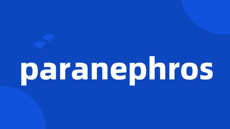 paranephros