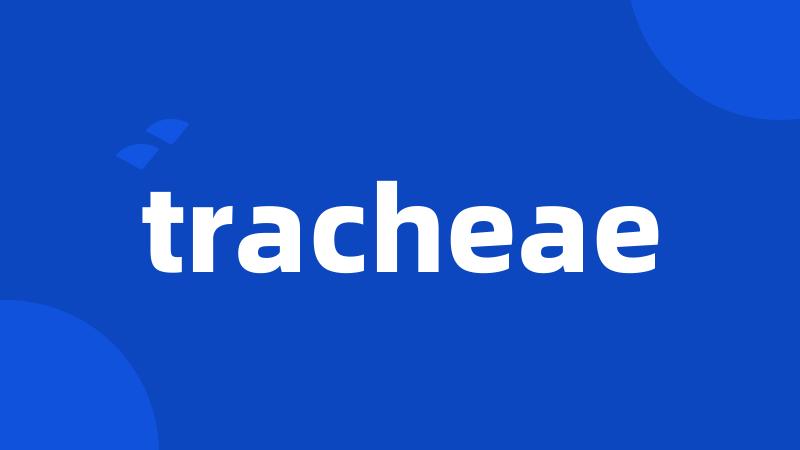 tracheae