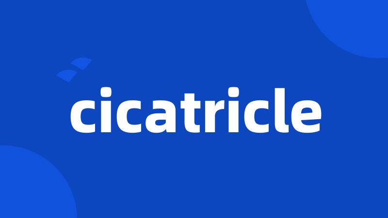 cicatricle