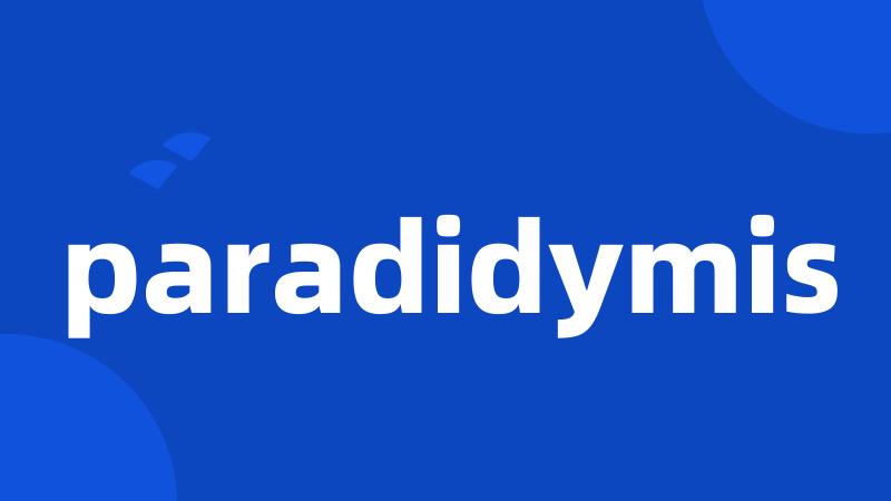 paradidymis