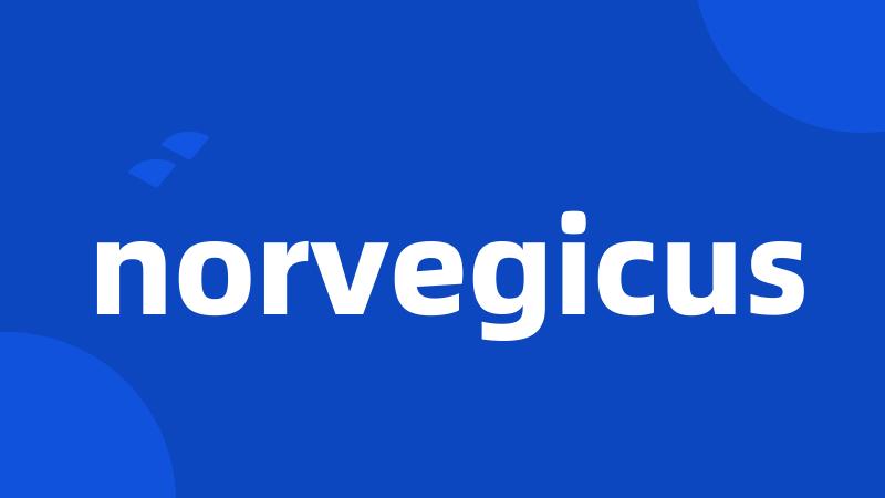 norvegicus