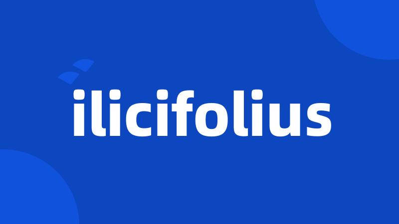 ilicifolius