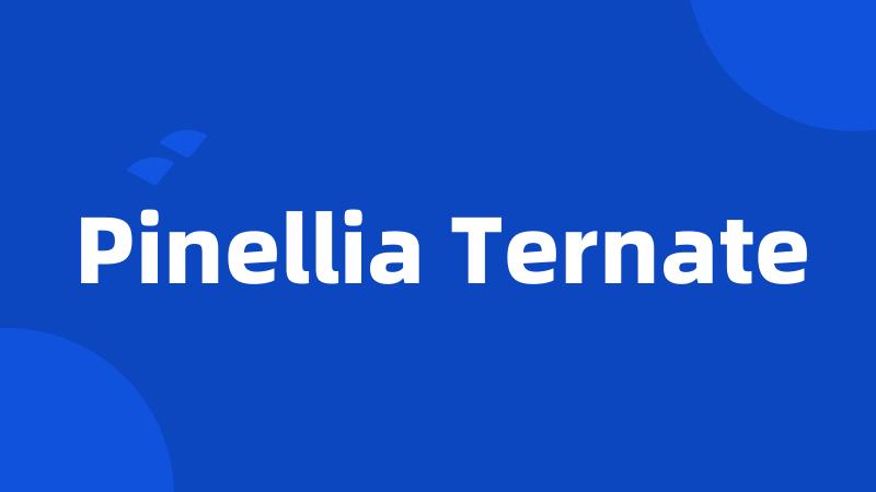 Pinellia Ternate