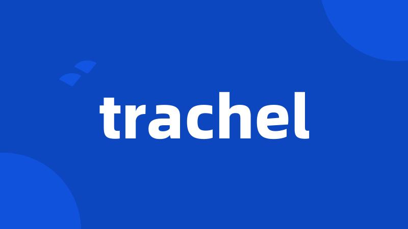 trachel