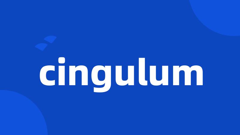 cingulum