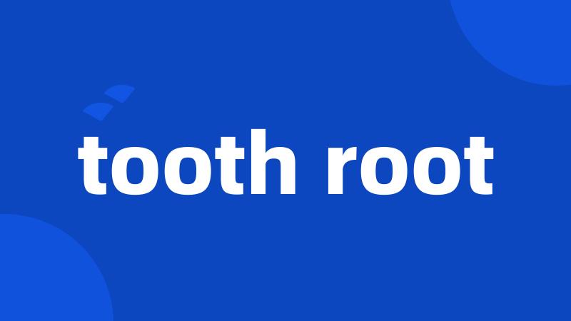 tooth root