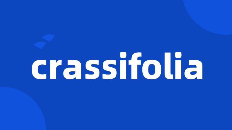 crassifolia