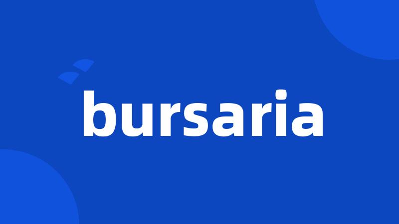 bursaria