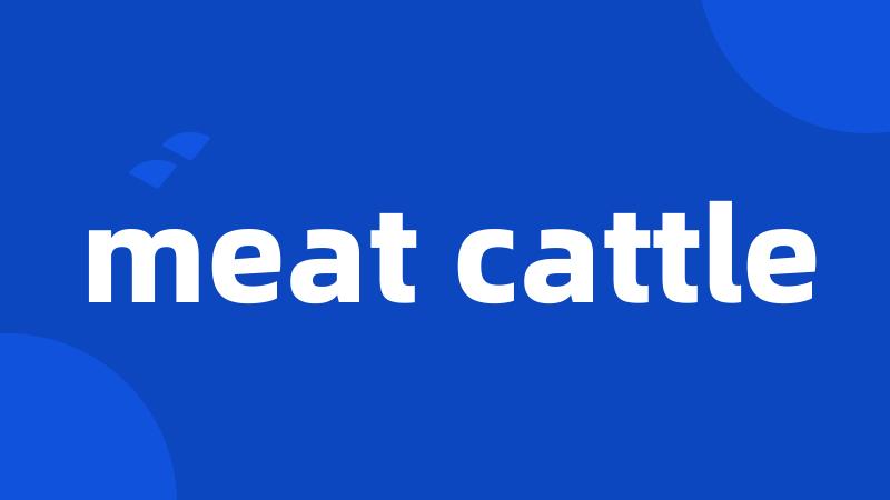 meat cattle