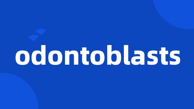 odontoblasts