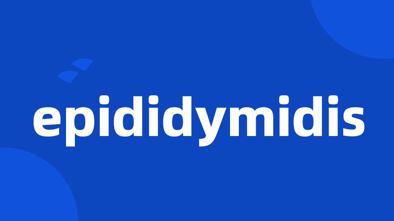 epididymidis