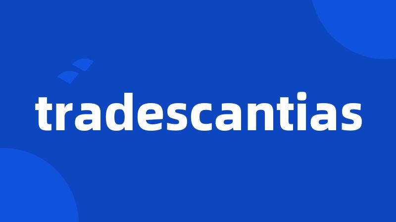 tradescantias