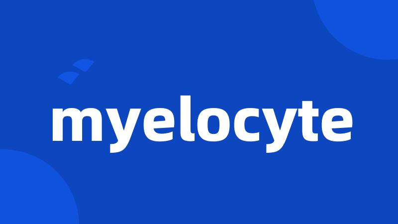 myelocyte