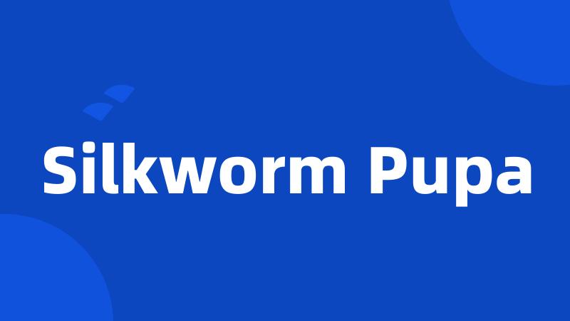 Silkworm Pupa