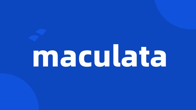 maculata