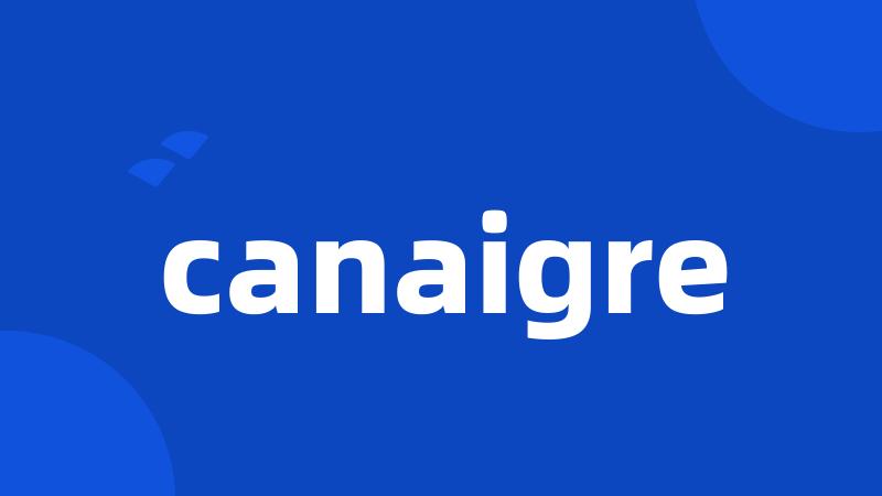 canaigre