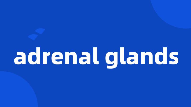 adrenal glands