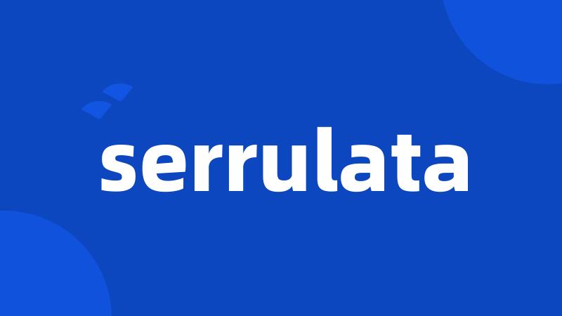 serrulata