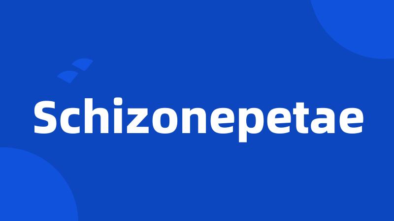 Schizonepetae