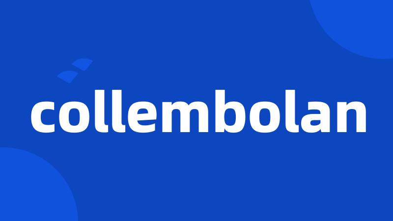 collembolan